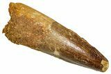 Fossil Spinosaurus Tooth - Feeding Worn Tooth #370742-1